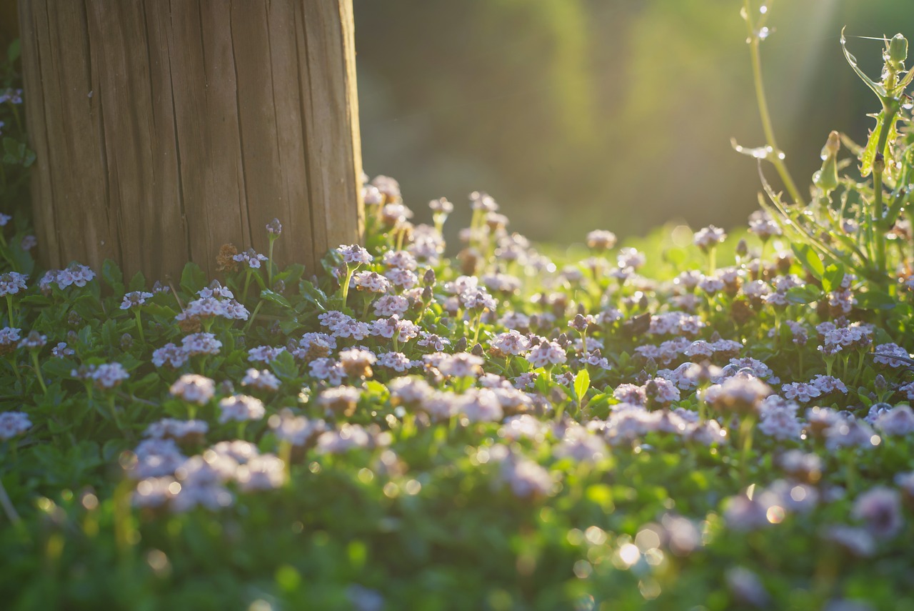 Strategies to Create an Efficient Morning Routine